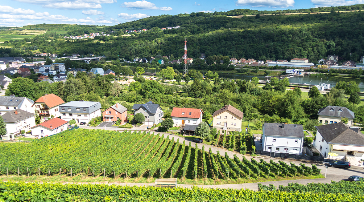 Vineyards along the Moselle river in the countryside of Luxembourg